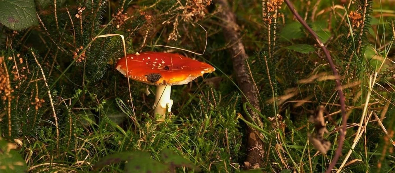 Φλώρινα: Σε κρίσιμη κατάσταση μαθητής που έφαγε δηλητηριώδη μανιτάρια